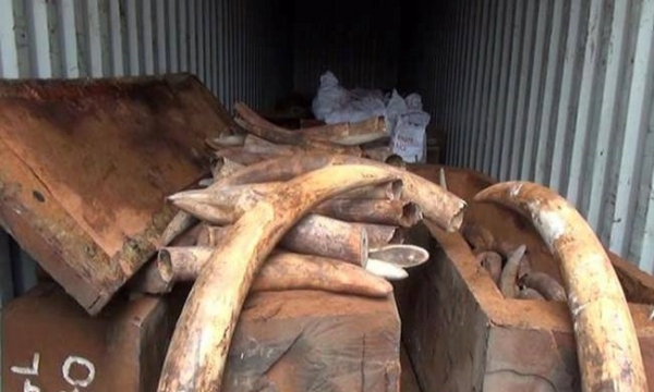 Tịch thu gần 500 kg ngà voi nhập lậu